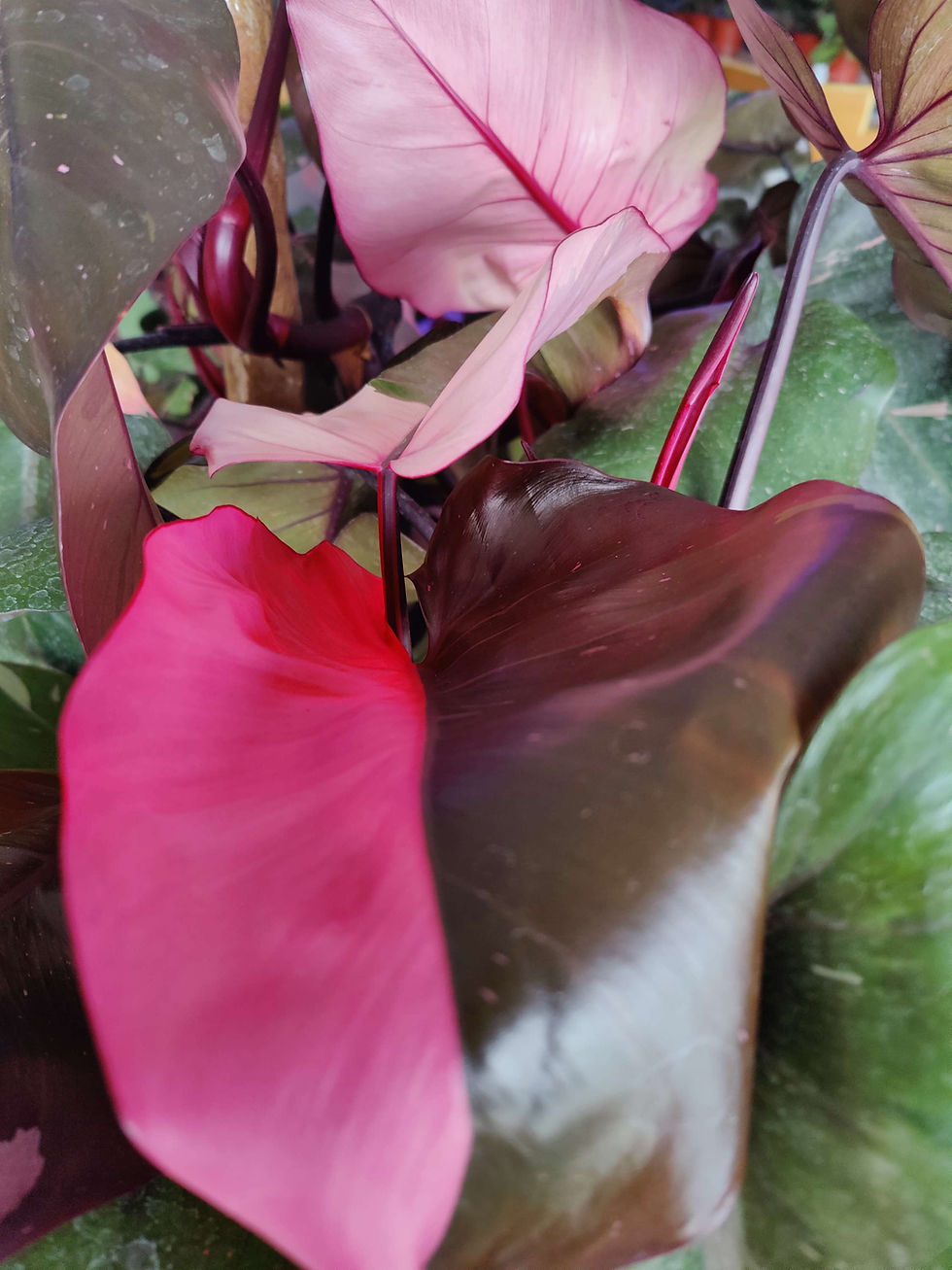 Philodendron Pink Princess
