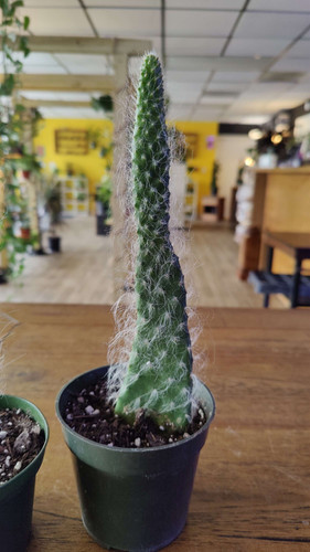 Opuntia Erinacae Ursine ‘Snow White Prickly Pear ‘