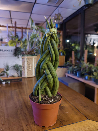 Sansevieria Cylindrica