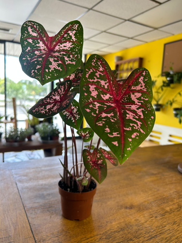 Caladium Party Punch