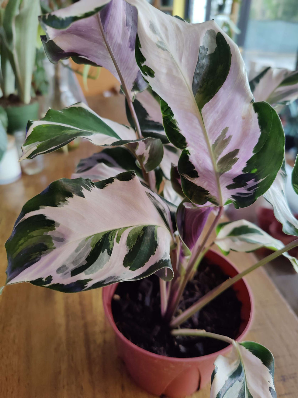 Miniatura: Calathea Stella