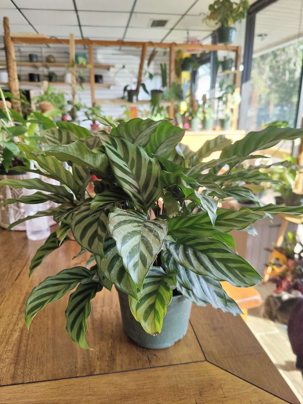 Thumbnail: Calathea Concina Freddie
