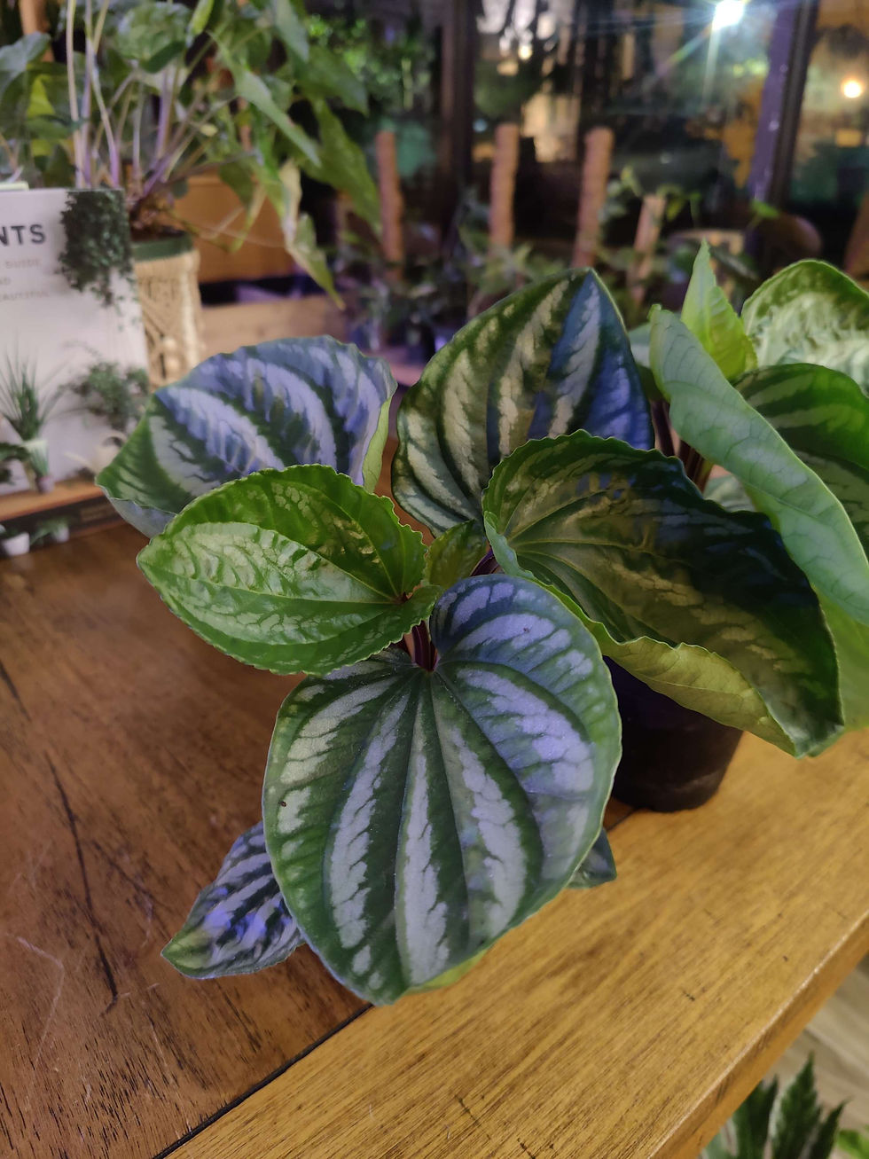 Thumbnail: Peperomia Ecuador