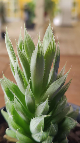 Haworthia Cooperi