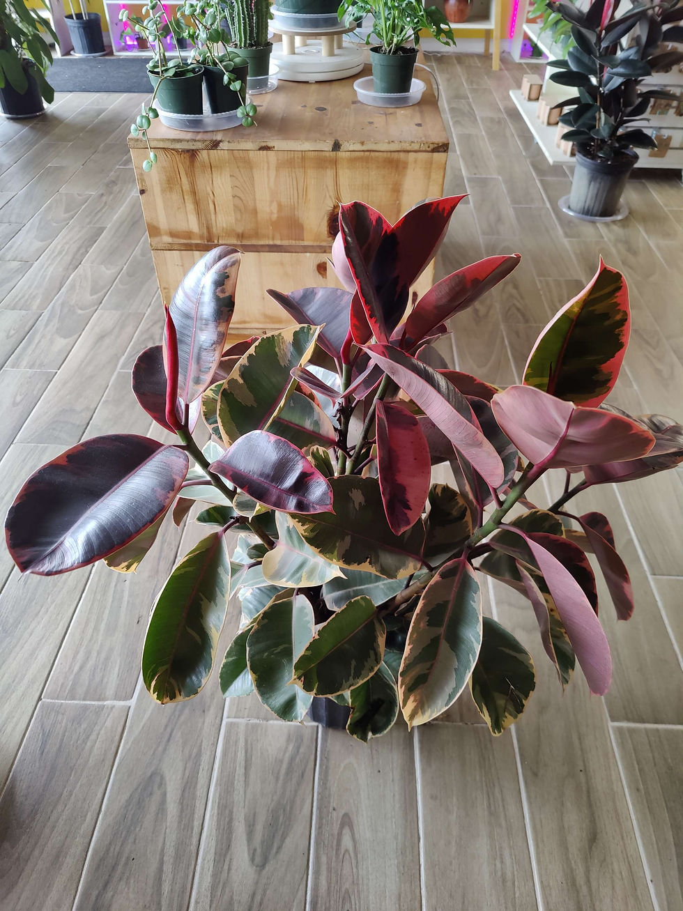 Thumbnail: Ficus Rubber Tree Variegated Ruby
