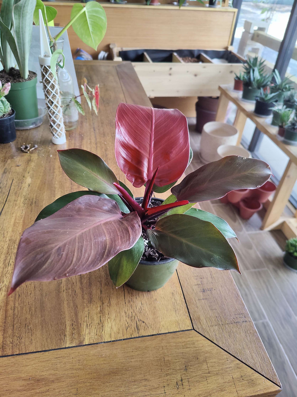 Thumbnail: Philodendron McColley's Finale