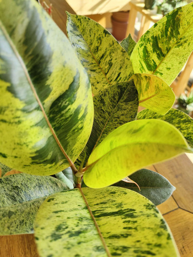 Ficus Shivereana Moonshine