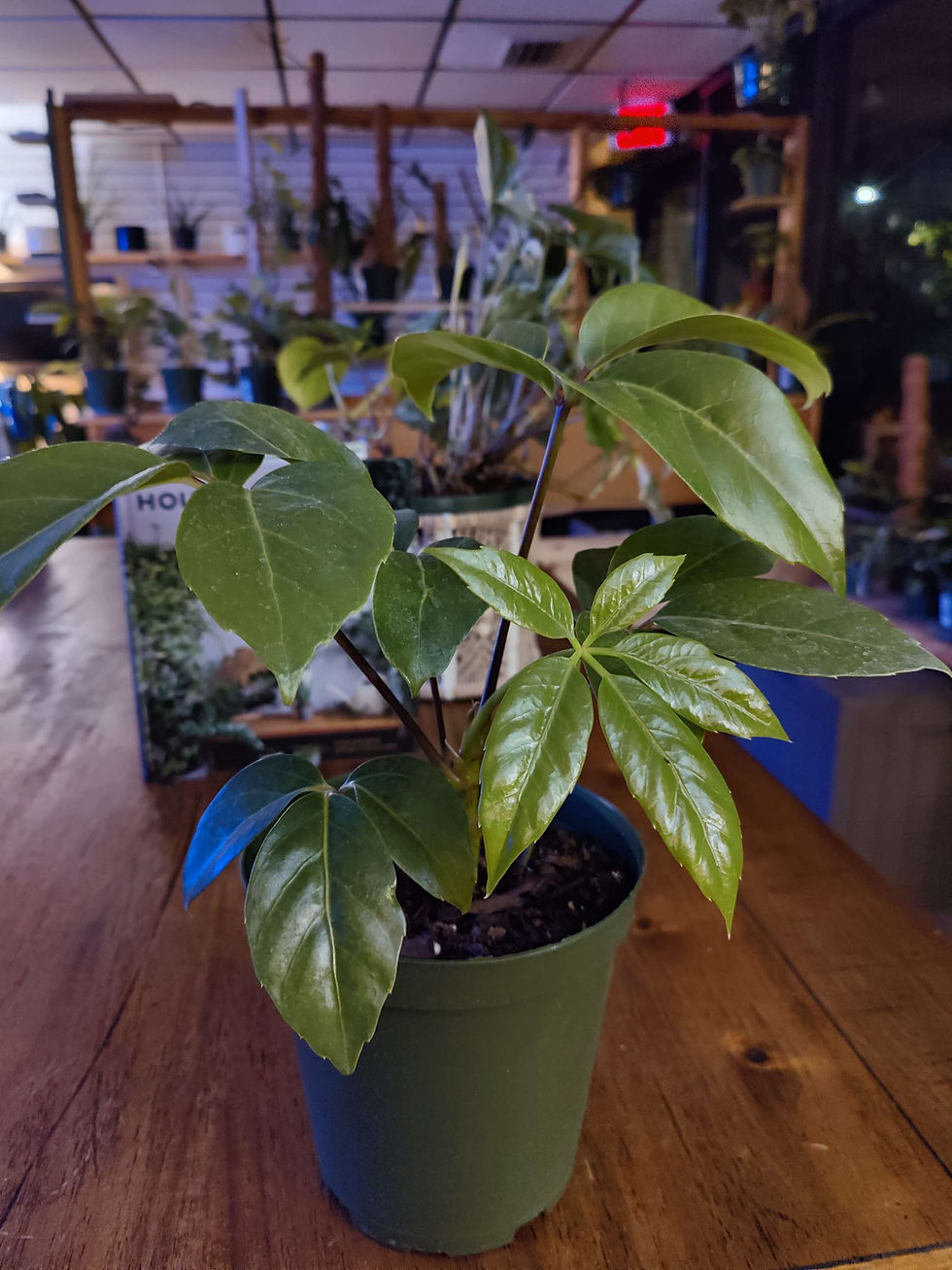 Thumbnail: Arbicola Amate Schefflera