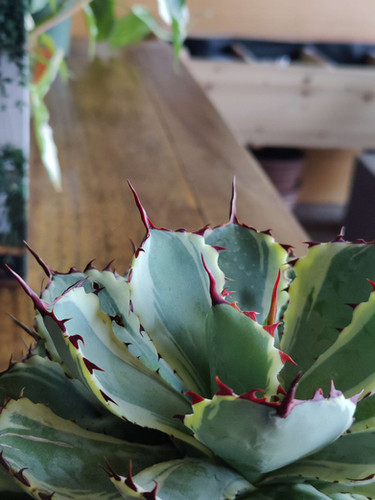 Parry's Agave