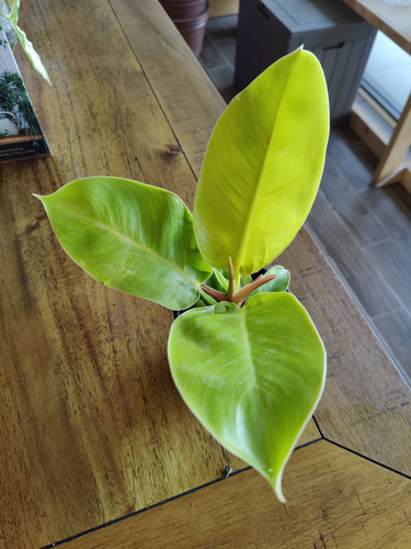 Philodendron Moonlight