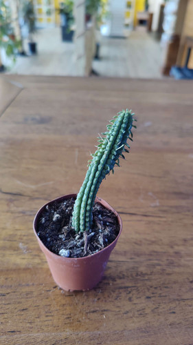 Euphorbia mammillaris Corn Cob