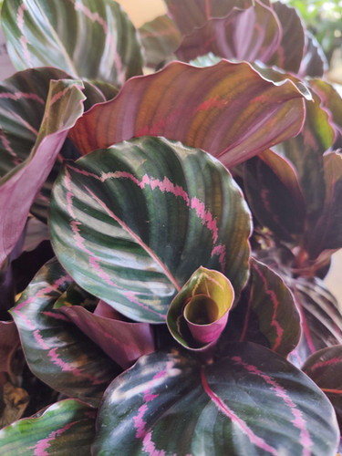 Calathea Roseopicta Dottie