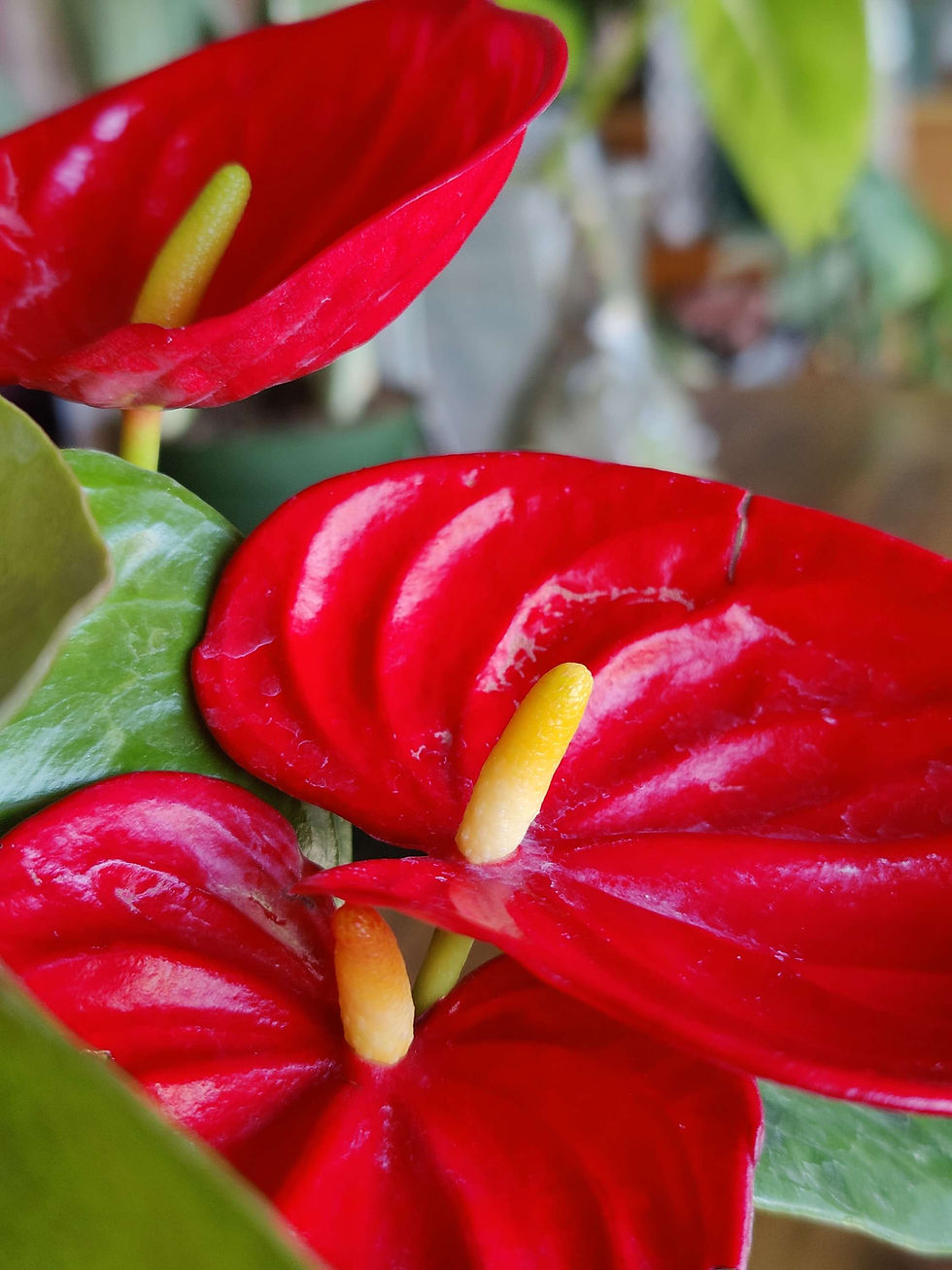 Thumbnail: Anthurium Kozohara