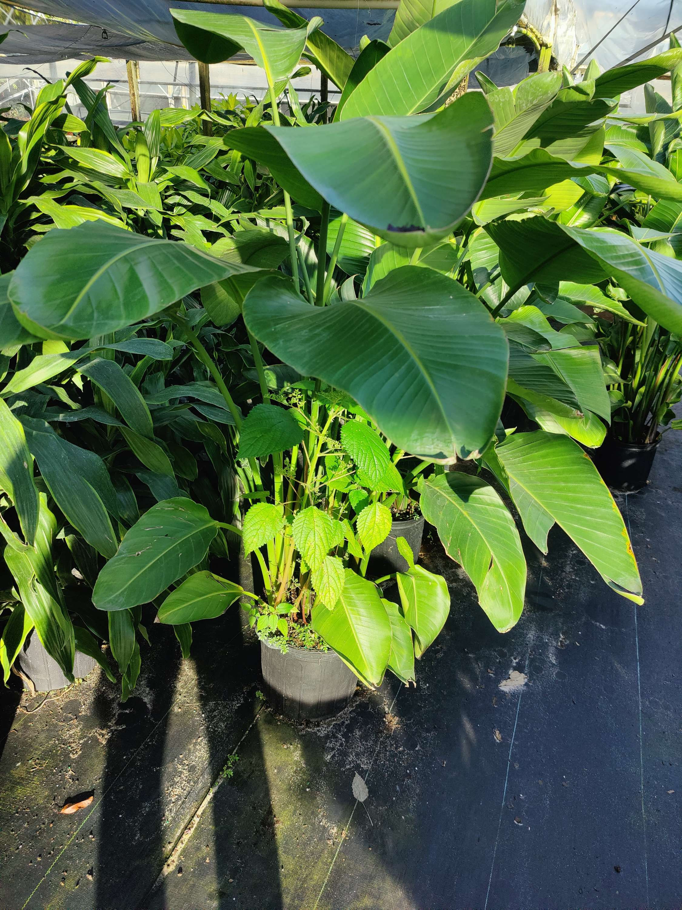 Bird of Paradise (White)