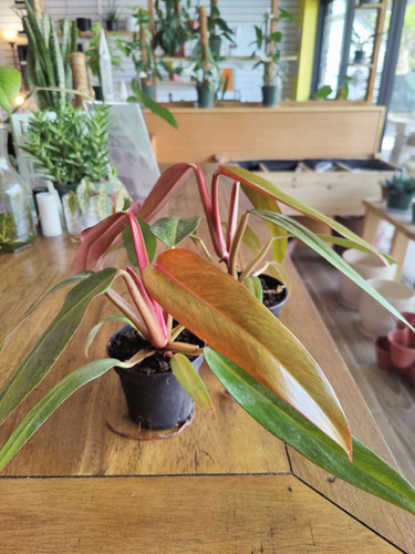 Philodendron Orange Marmalade