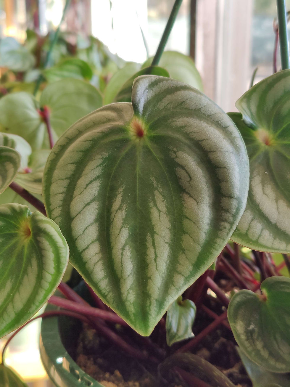 Thumbnail: Peperomia Watermelon