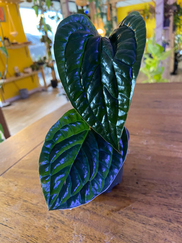 Anthurium Luxurians