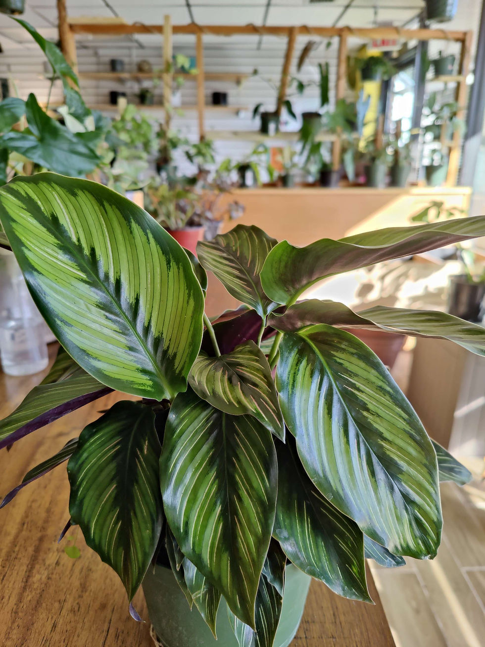 Thumbnail: Calathea Beauty Star
