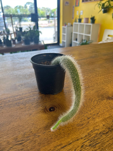 Monkey Tail