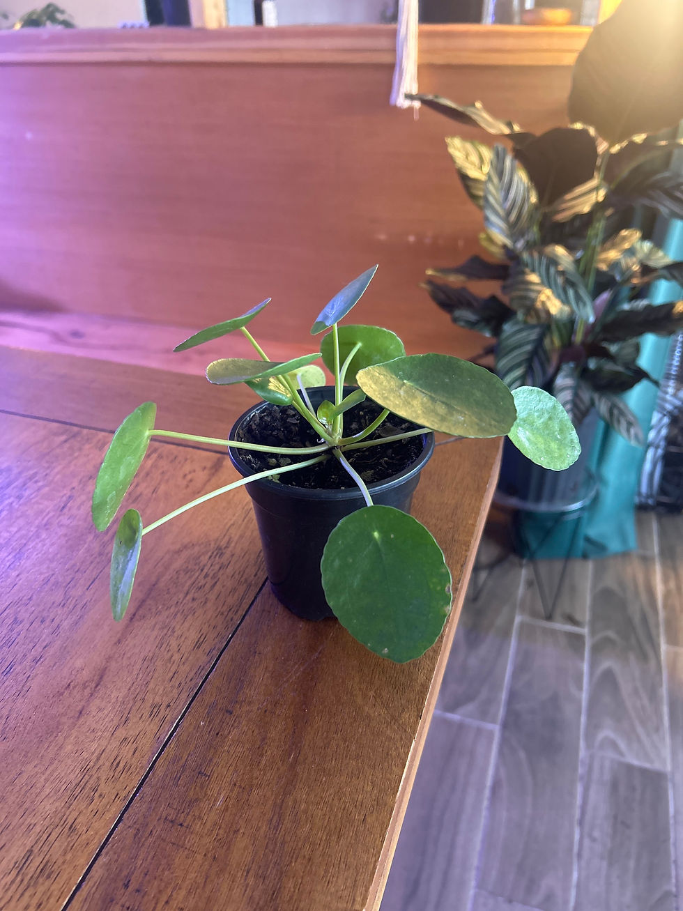 Thumbnail: Peperomia Pilea Chinese Money