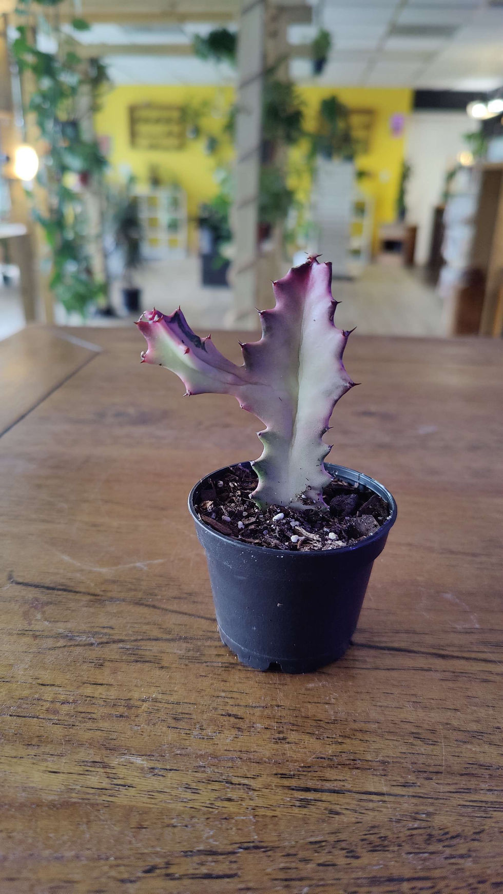 Thumbnail: Euphorbia Ghost Cactus