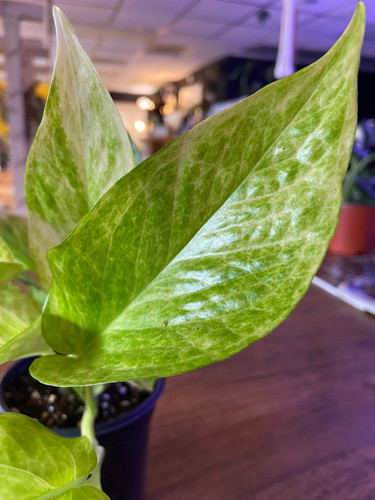 Neon Queen Pothos