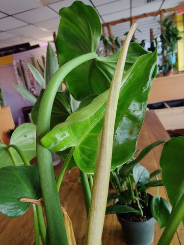 Philodendron Giganteum