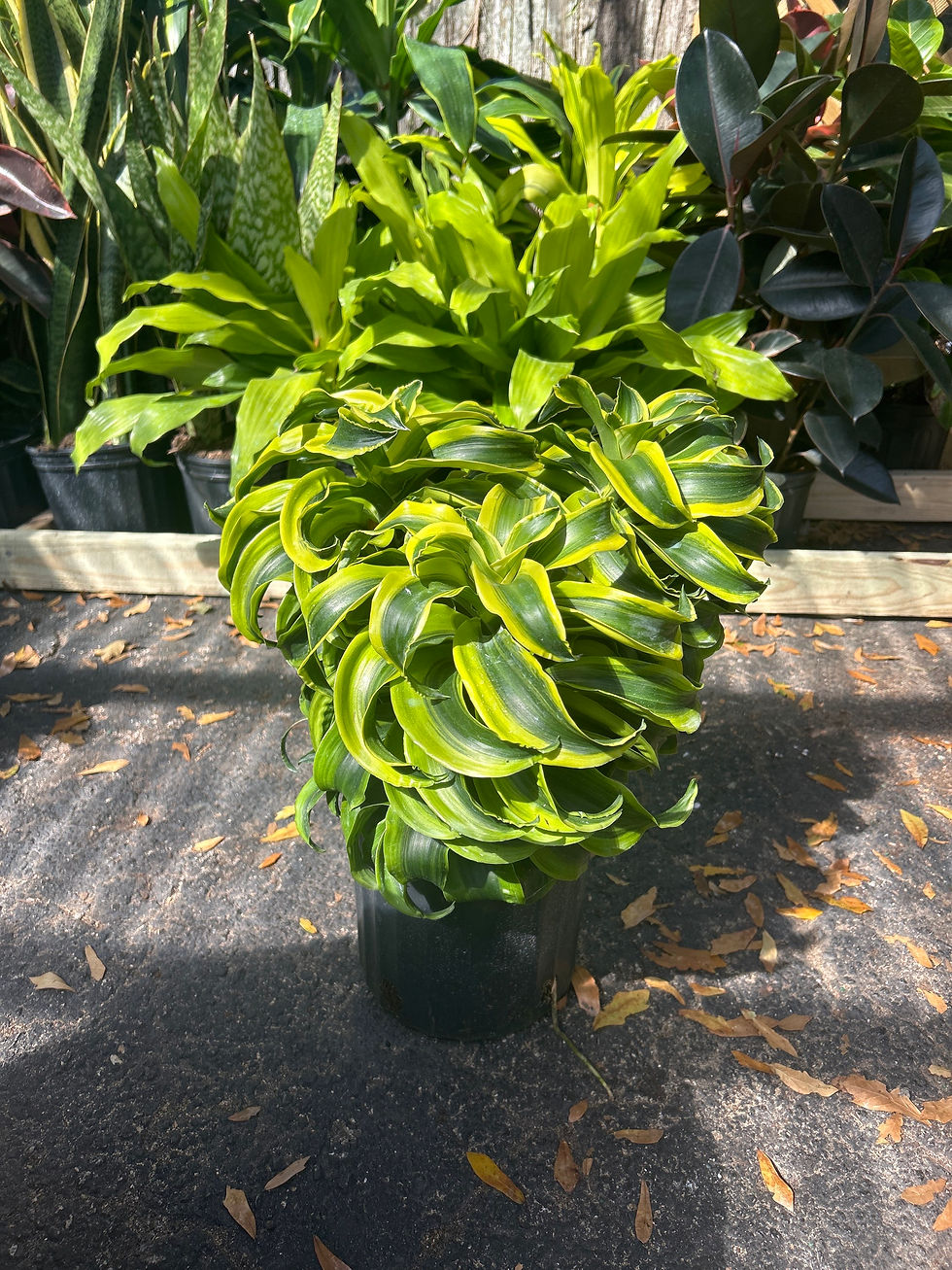 Miniatura: Dracaena Tornado