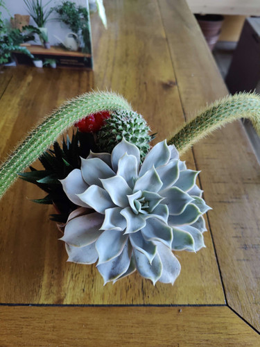 Assorted Ceramic Garden
