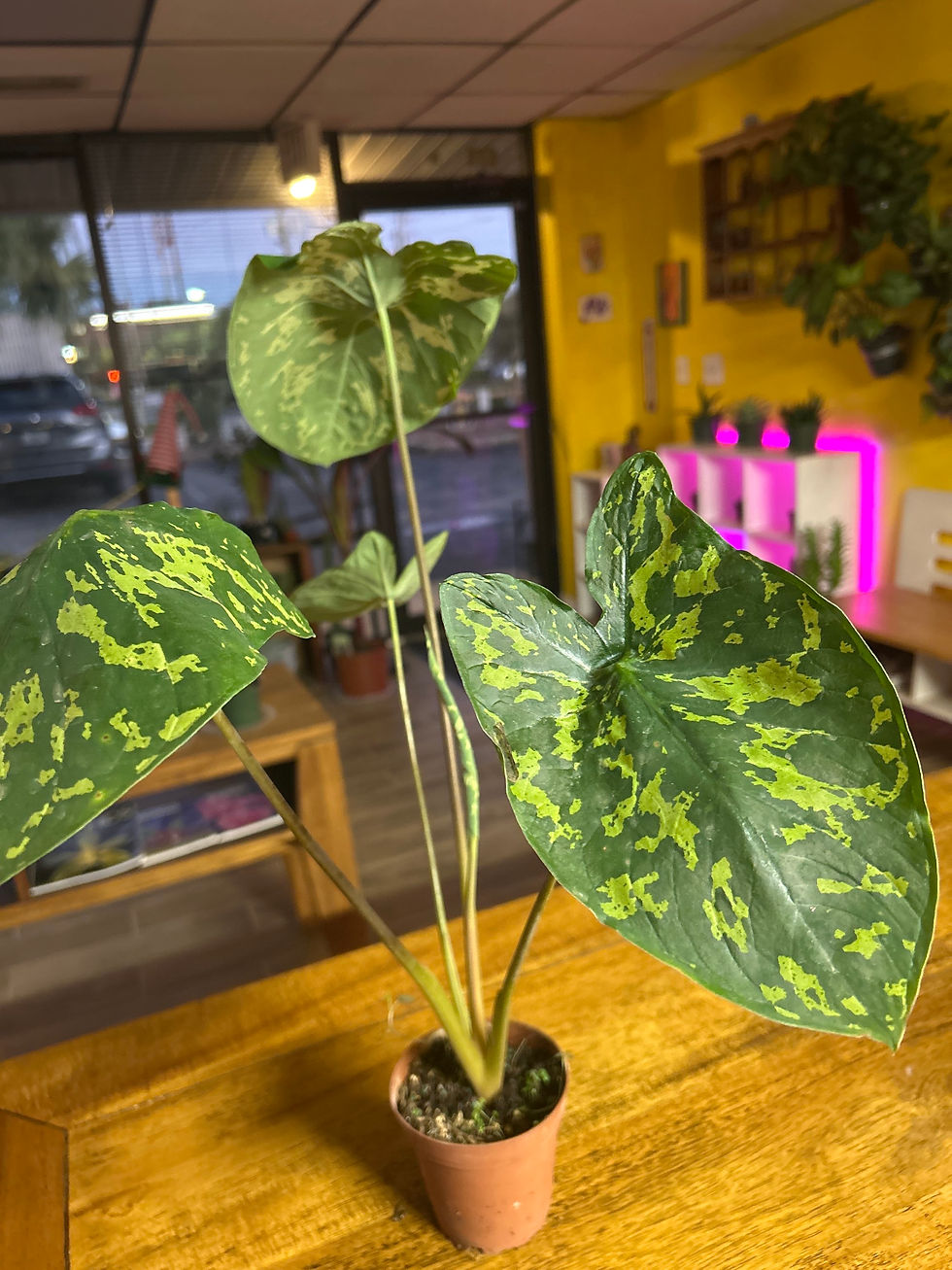 Thumbnail: Alocasia Hilo Beauty