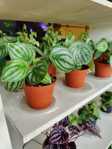 Peperomia Watermelon