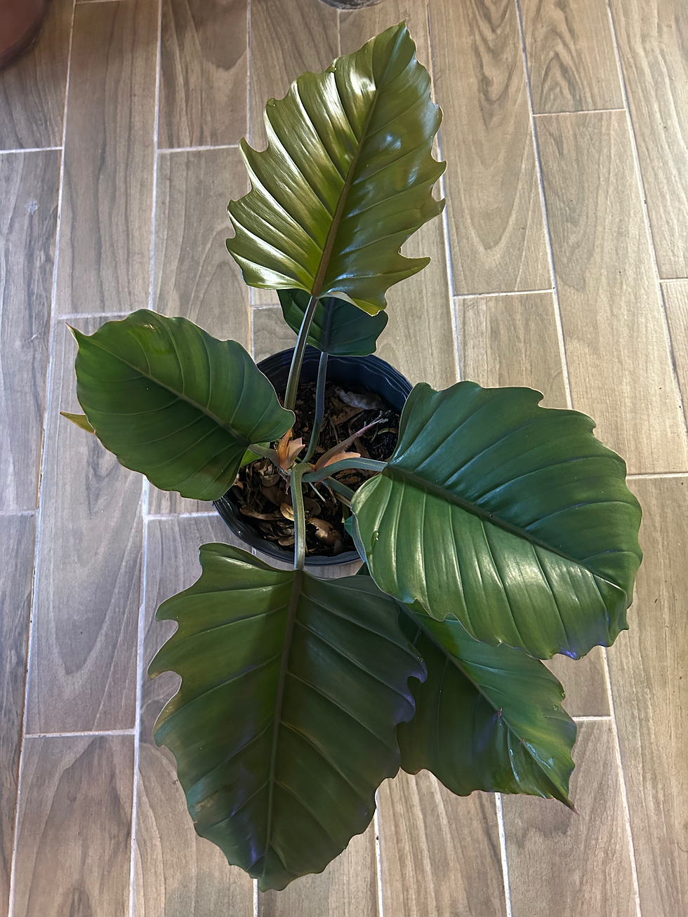 Miniatura: Philodendron Pluto