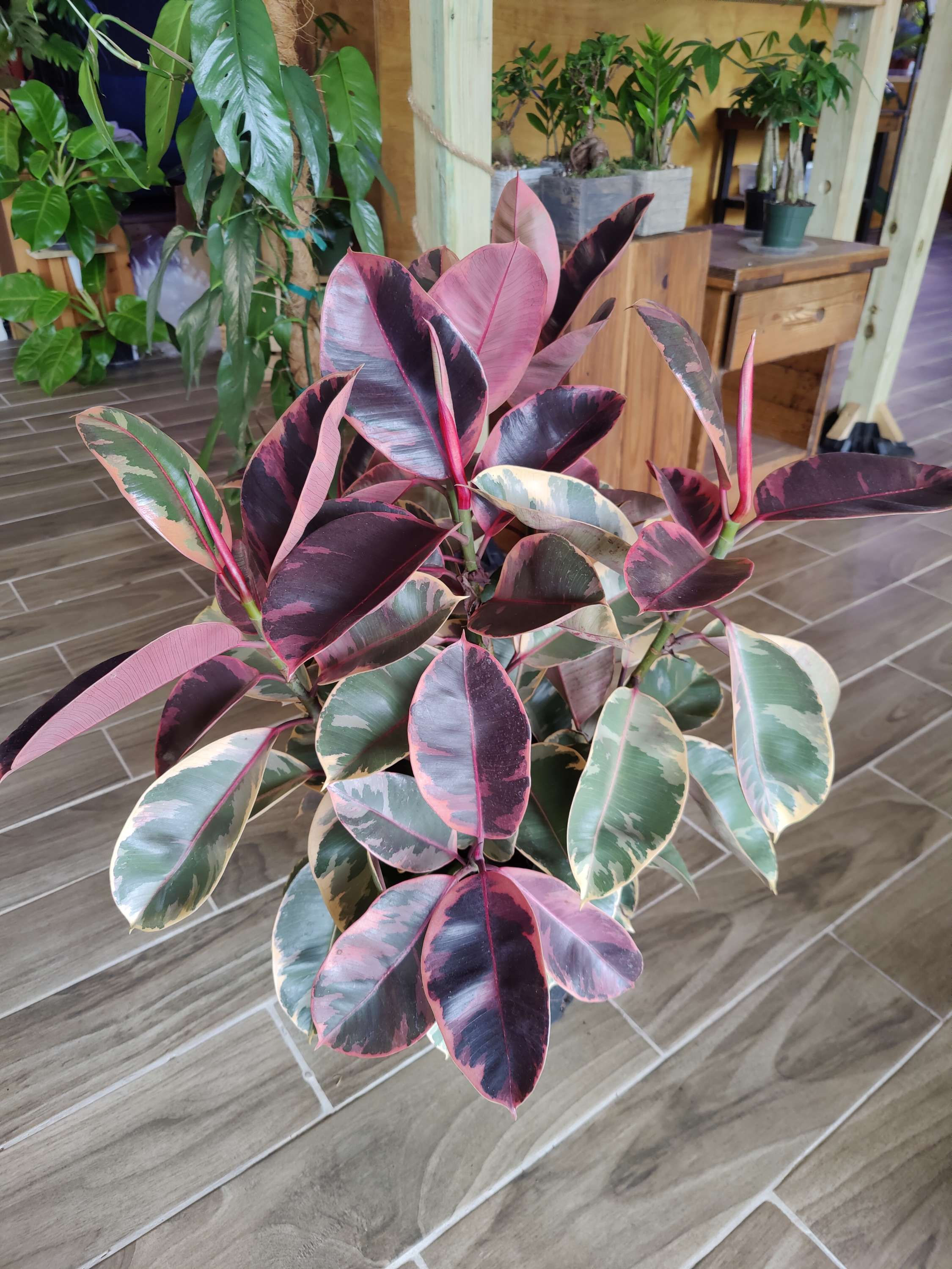 Ficus Rubber Tree Variegated Ruby