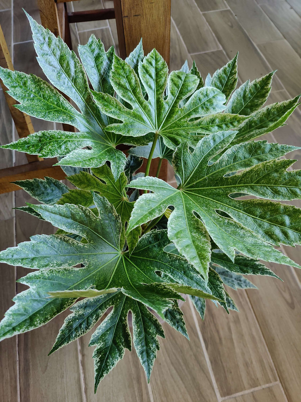 Miniatura: Fatsia Japonica
