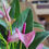 Thumbnail: Anthurium Purple Arc