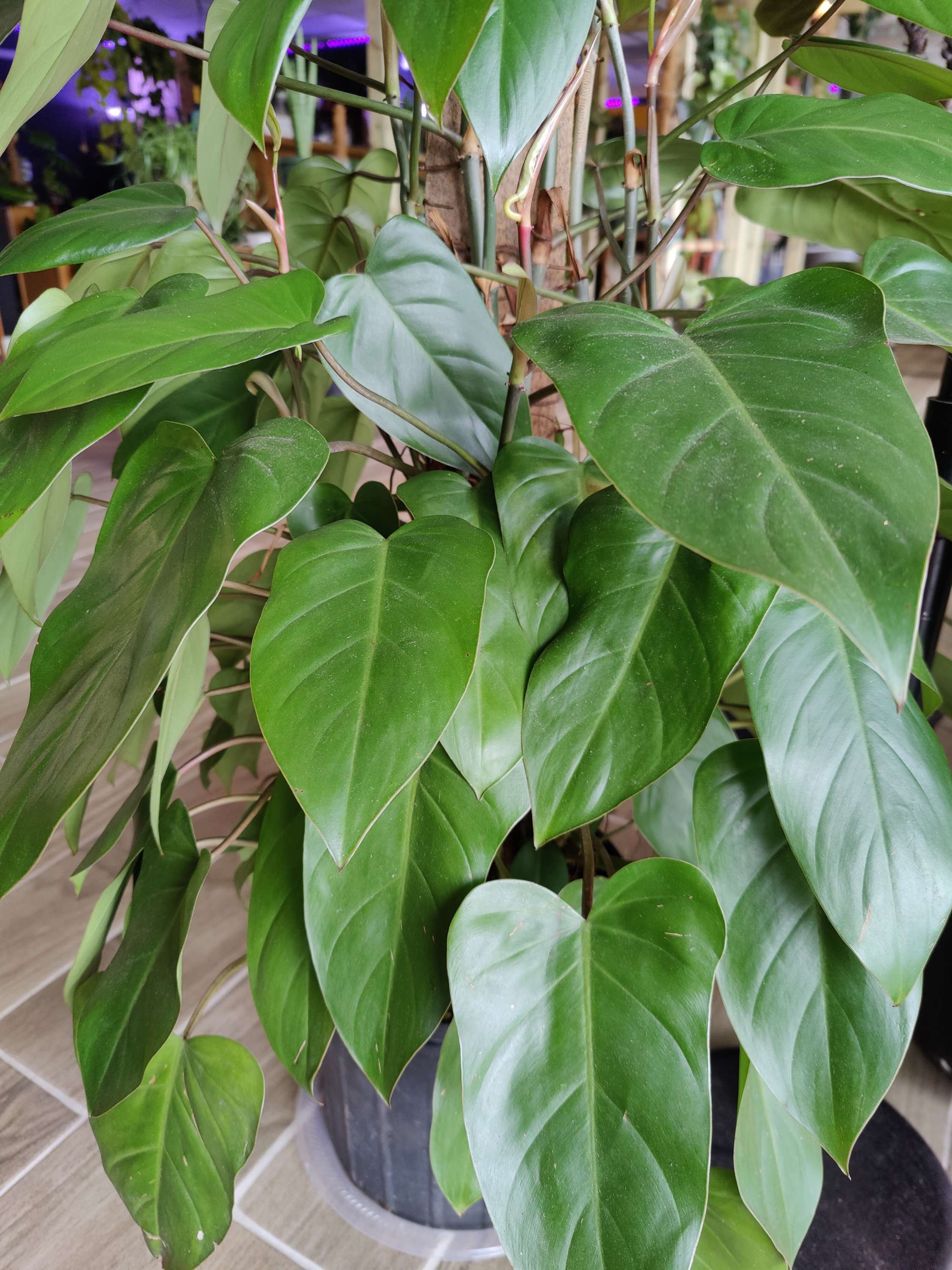 Philodendron Red Emerald