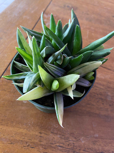 Alworthia Black Gem Variegated