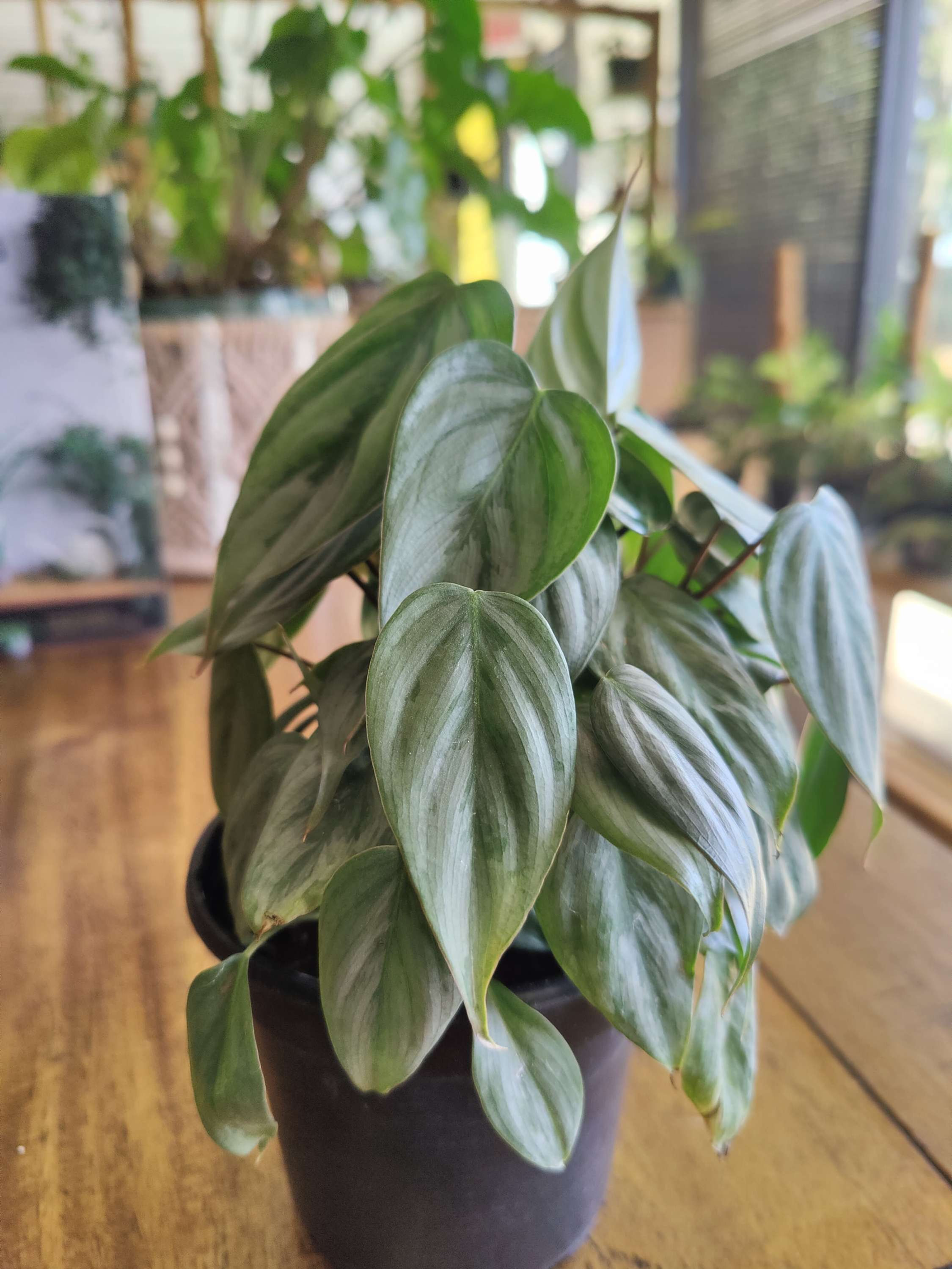 Philodendron Sodorii