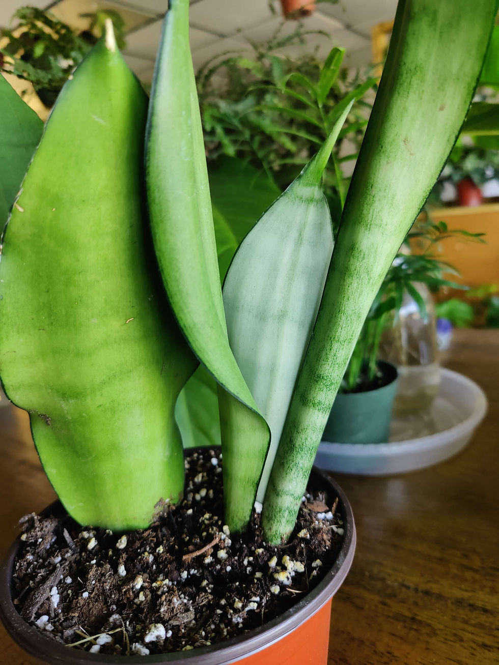 Thumbnail: Sansevieria Moonshine