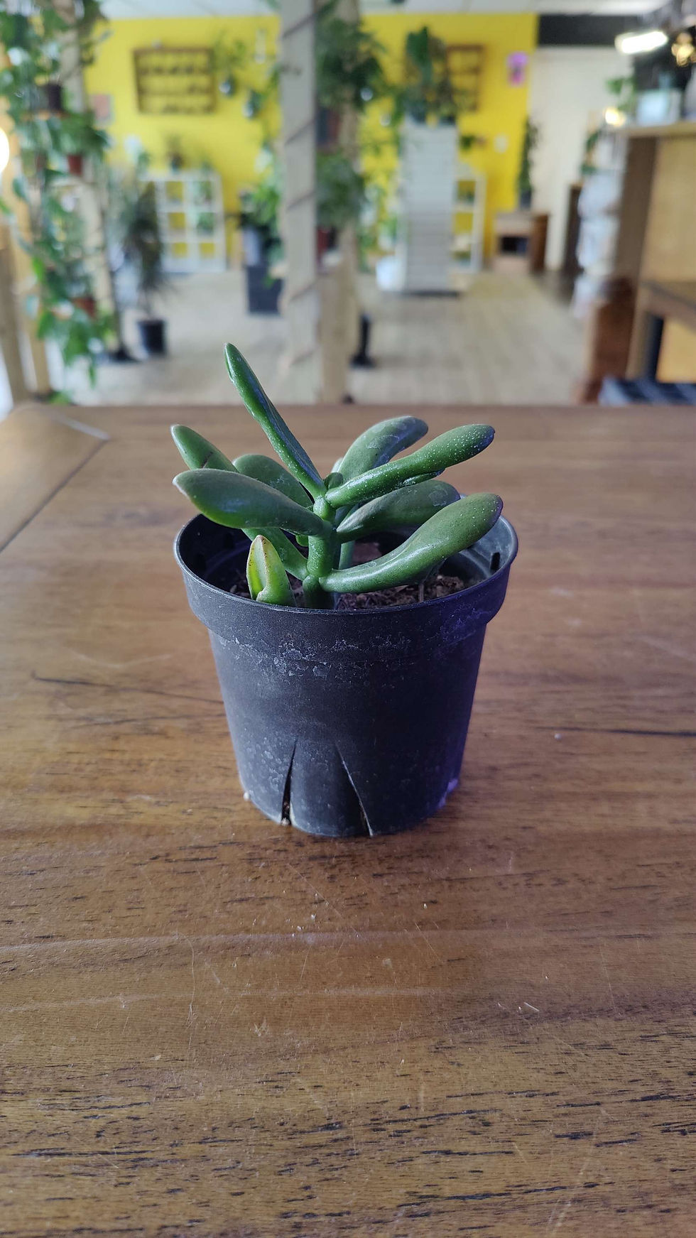 Thumbnail: Gollum (Jade Tree)