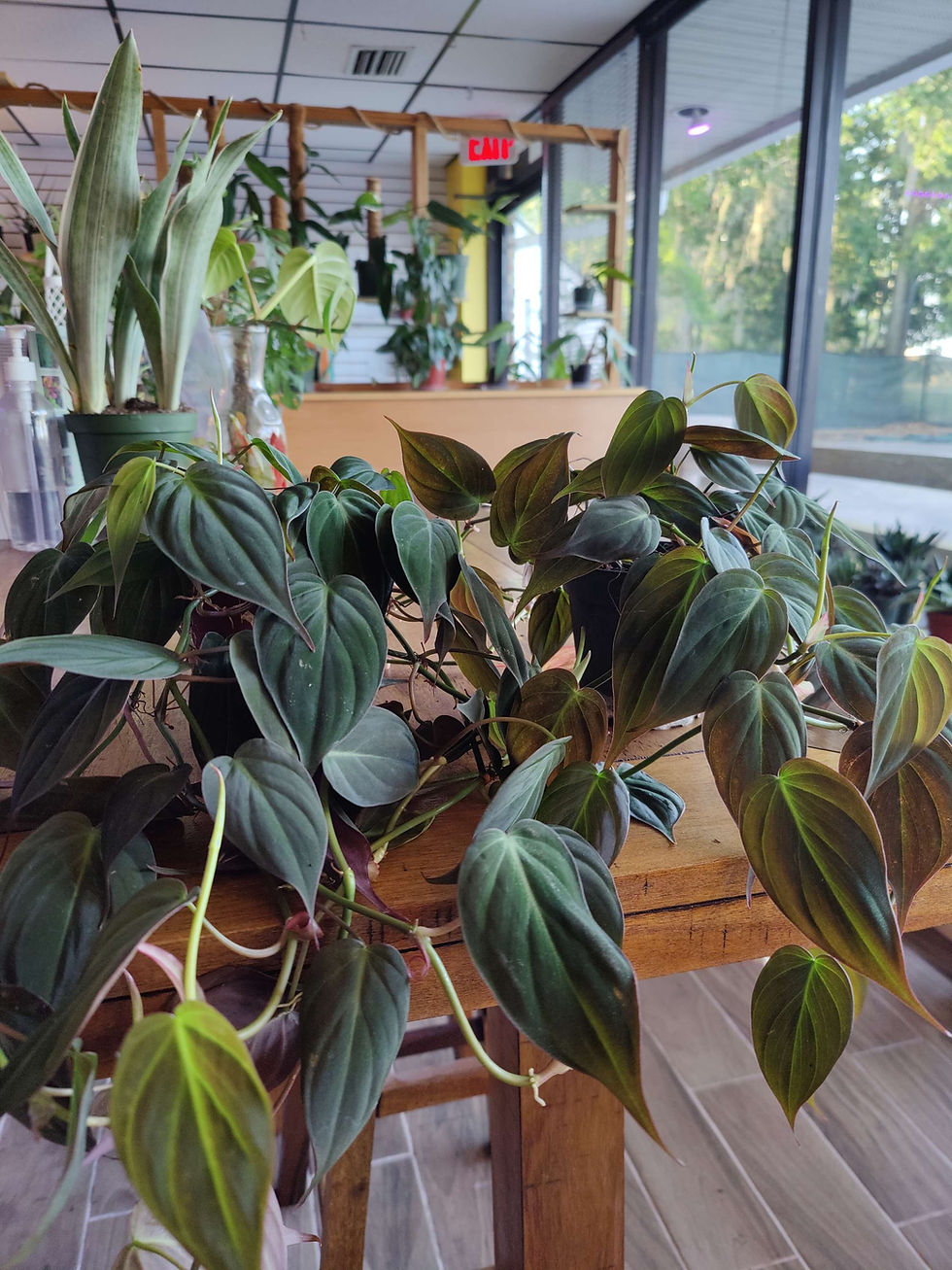 Miniatura: Philodendron Micans 