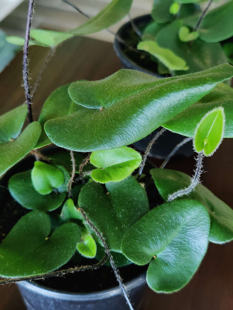 Miniatura: Heart Fern