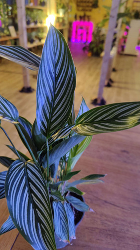 Calathea Vittata