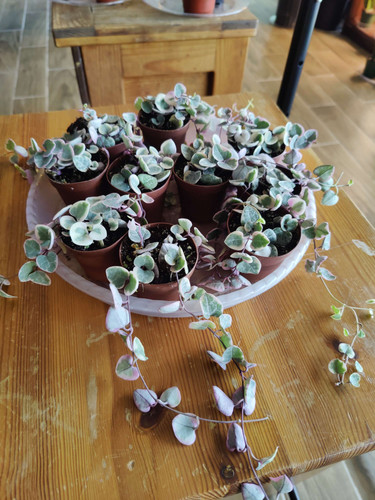 String of Hearts (Variegated)
