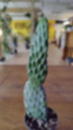 Miniatura: Road Kill Cactus