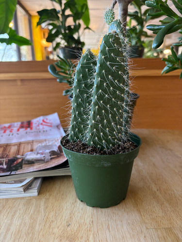 Opuntia leucotricha Aaron’s Beard Prickly Pear