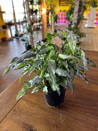 Syngonium Three Kings