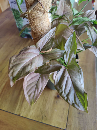 Syngonium Strawberry Cream