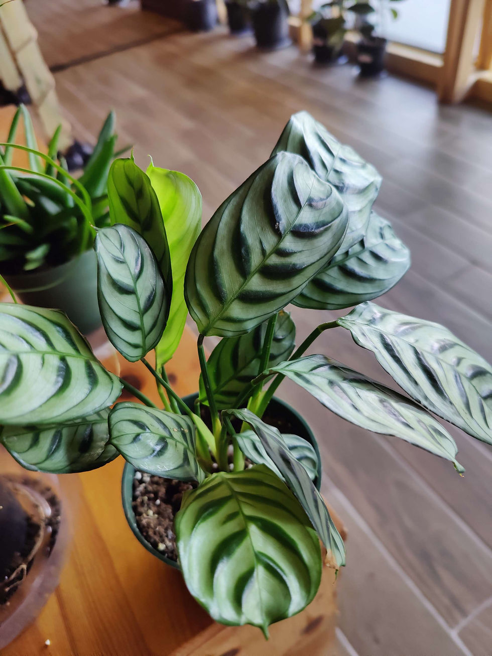 Miniatura: Calathea Burle Marx Fishbone
