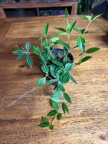 Peperomia Funky Frog